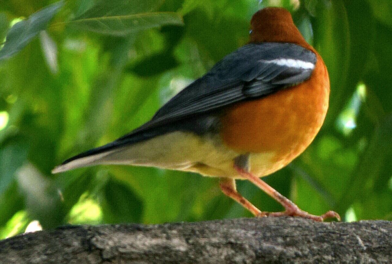 CLOSE-UP OF SPARROW PERCHING ON LEAF