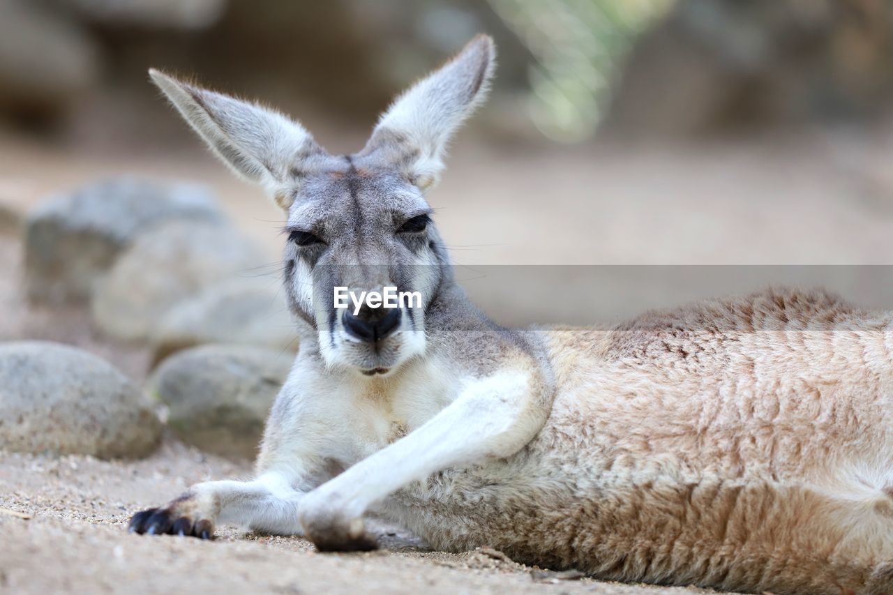 Close-up of kangaroo relaxing on land