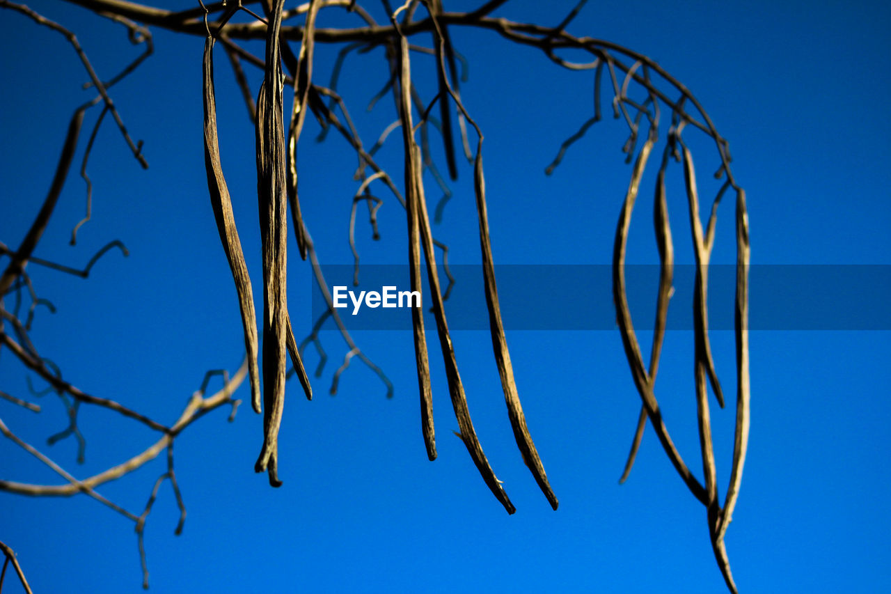 Low angle view of twig against blue sky