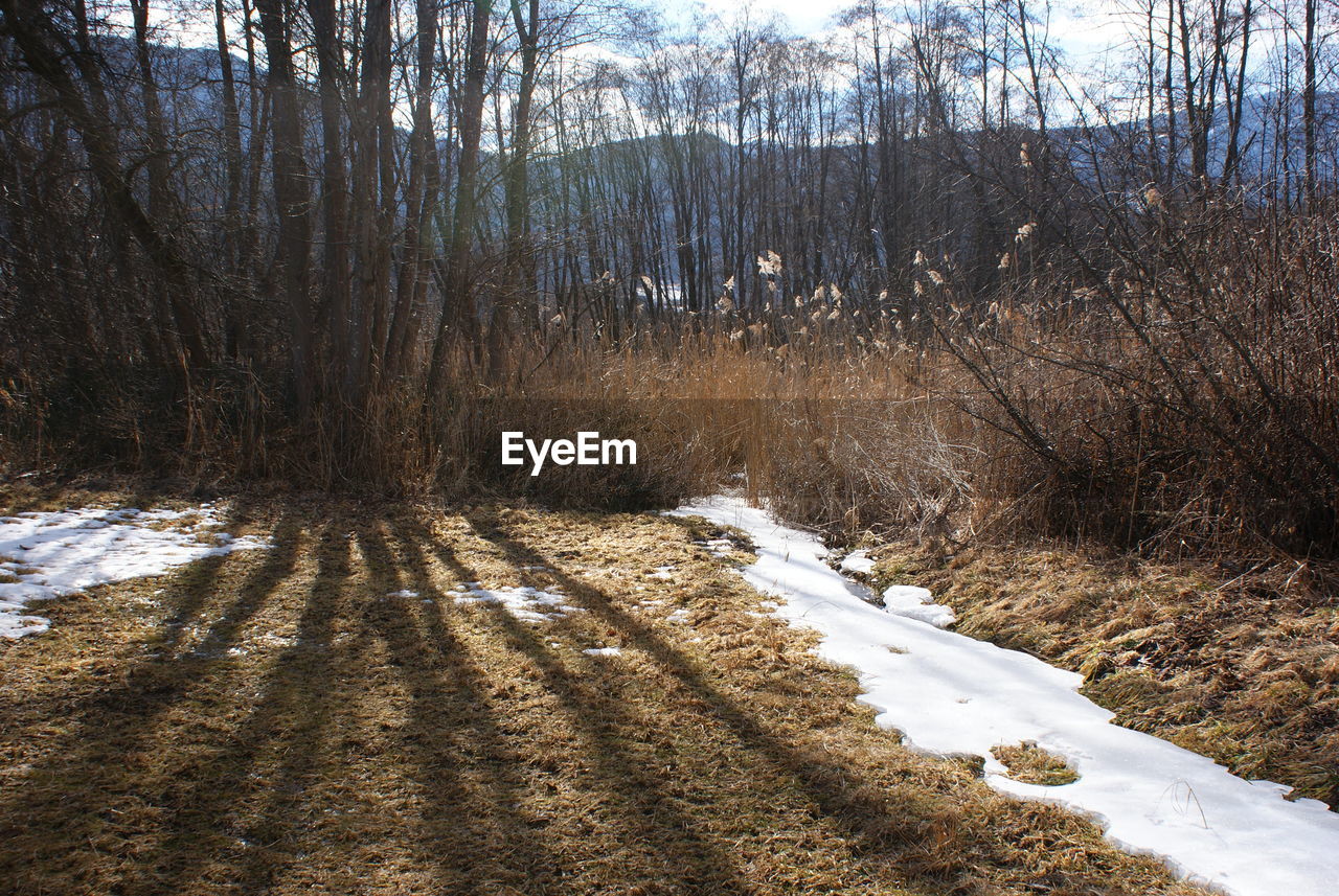 View of trees on snow covered landscape