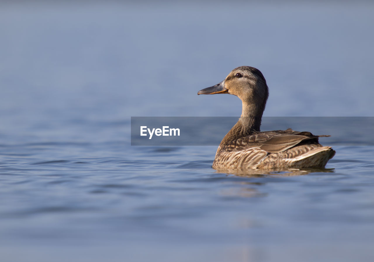 BIRD SWIMMING IN LAKE