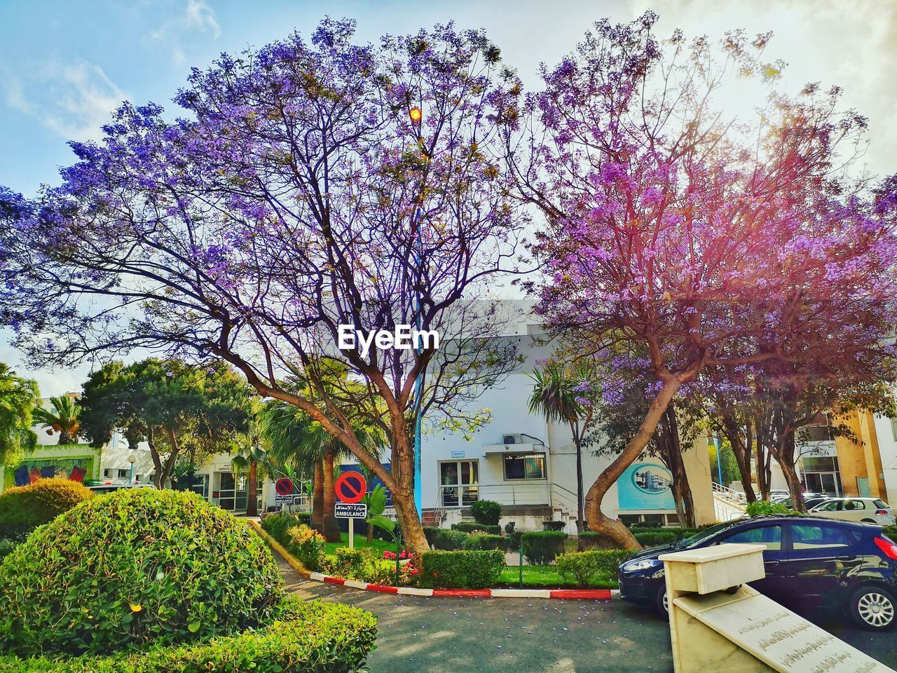 CHERRY BLOSSOM TREE BY STREET