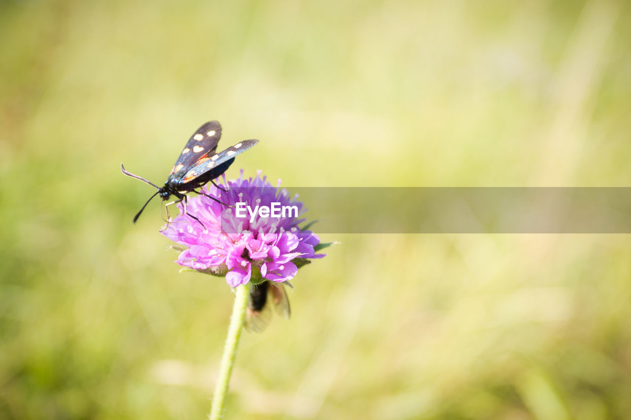 CLOSE-UP OF BUTTERFLY POLLINATING ON PURPLE FLOWERING