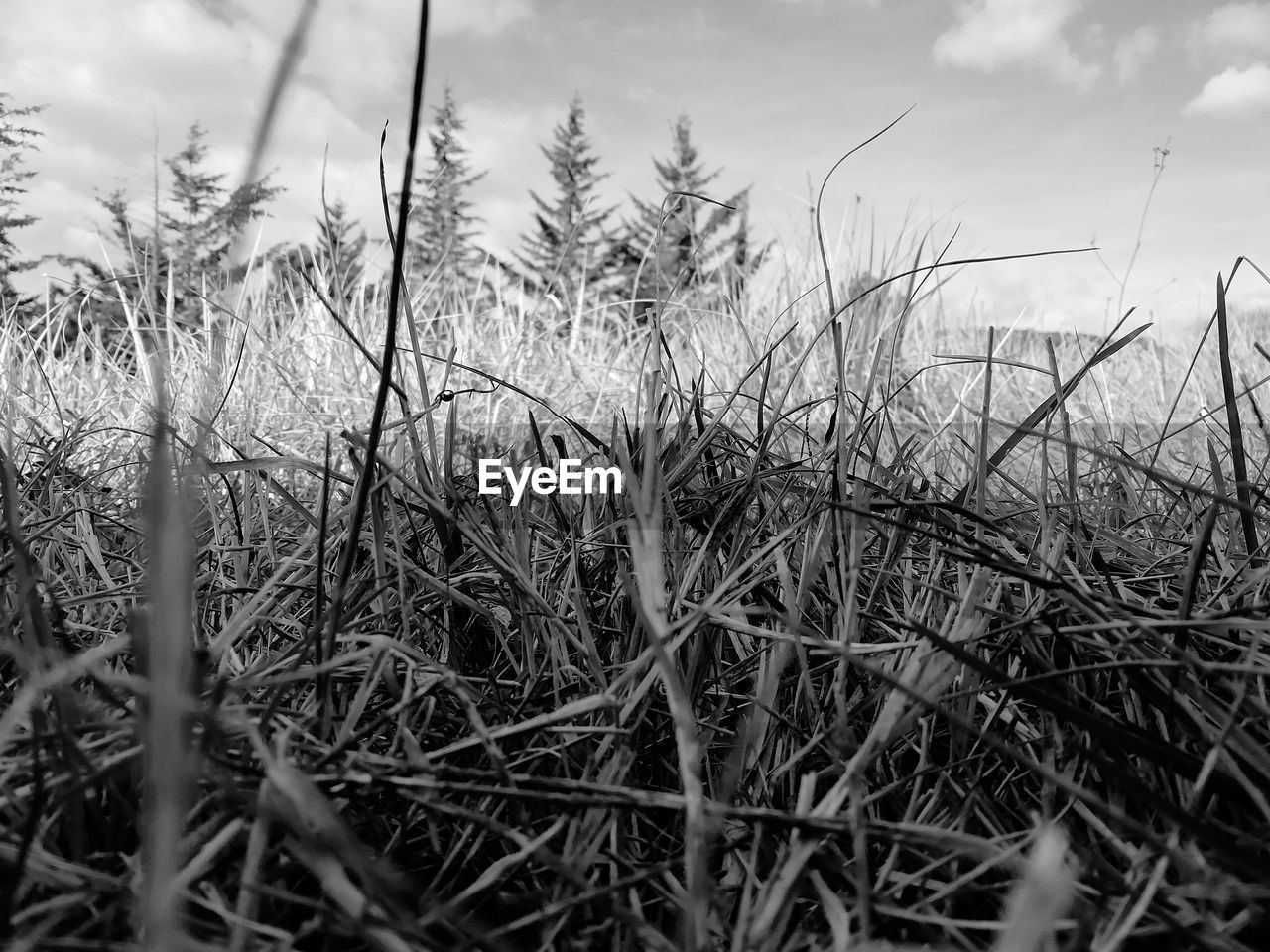 CLOSE-UP OF DRY PLANTS ON FIELD