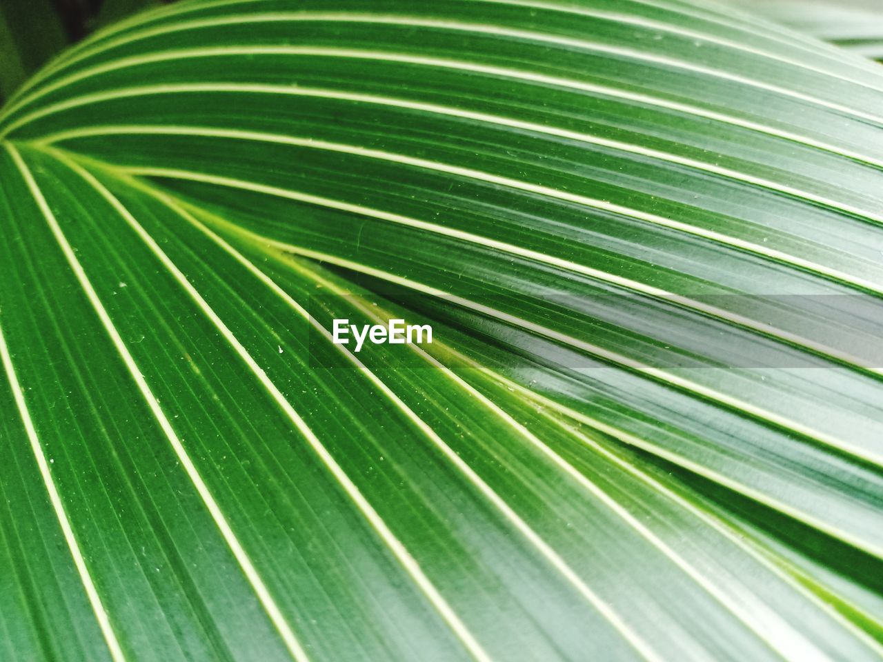 Full frame shot of palm leaves