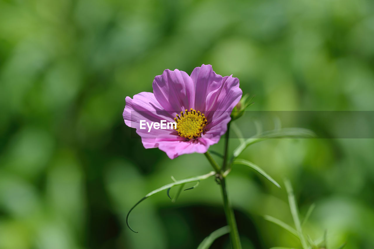 close-up of white flower