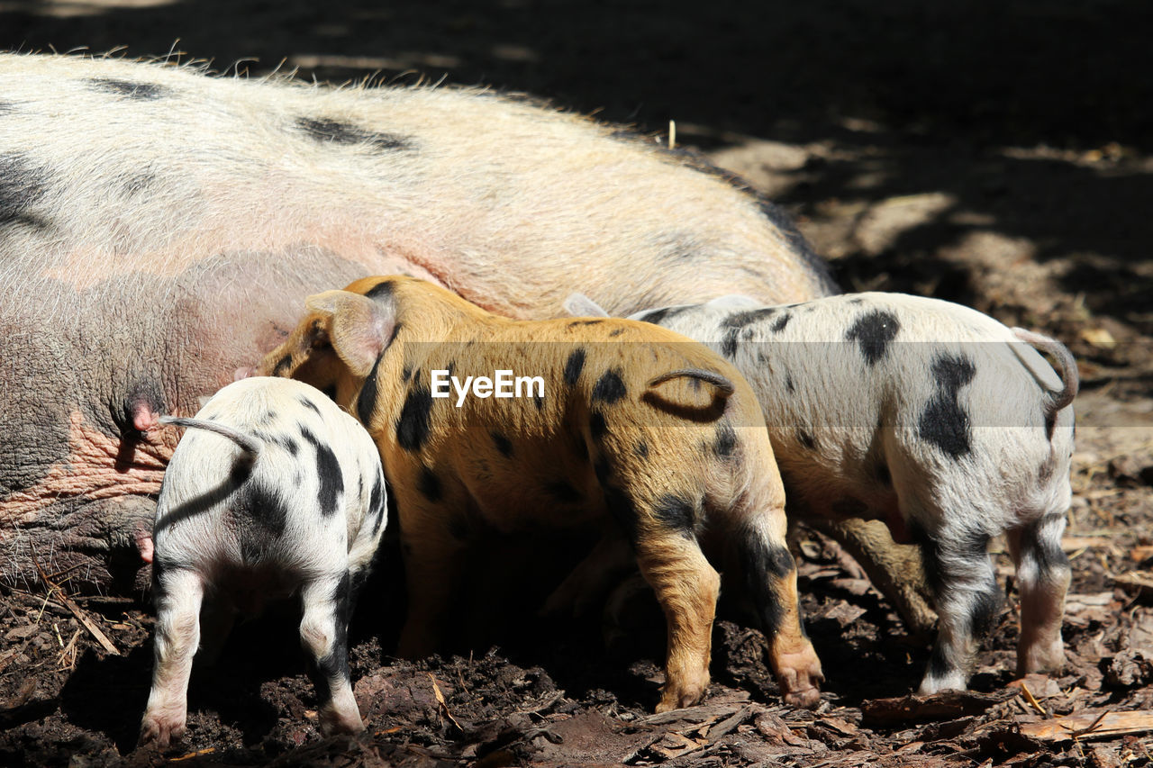 animal themes, animal, mammal, group of animals, domestic animals, pig, animal wildlife, livestock, young animal, wildlife, domestic pig, no people, pet, nature, agriculture, piglet, herd, animal family, day, togetherness, outdoors, sunlight, dirt, standing