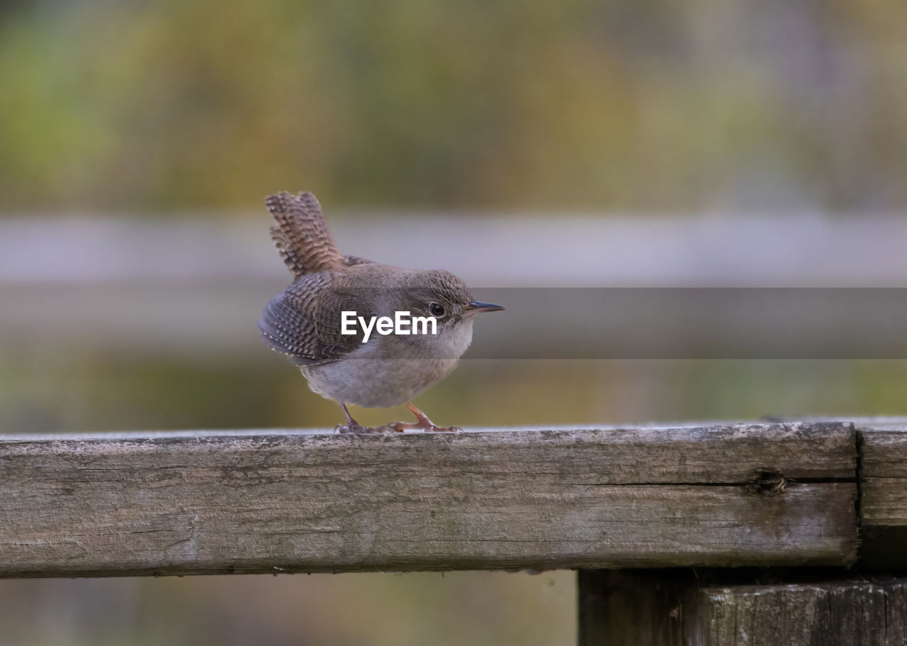 close-up of bird perching on railing