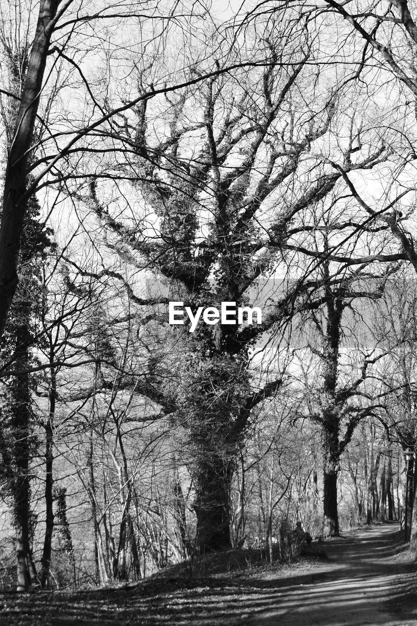 TREES IN FOREST AGAINST SKY