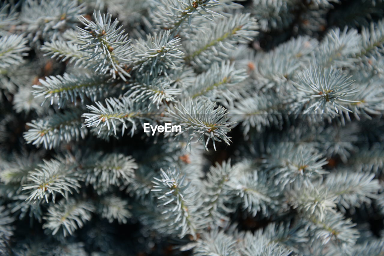 The blue spruce picea pungens, also commonly known as green spruce