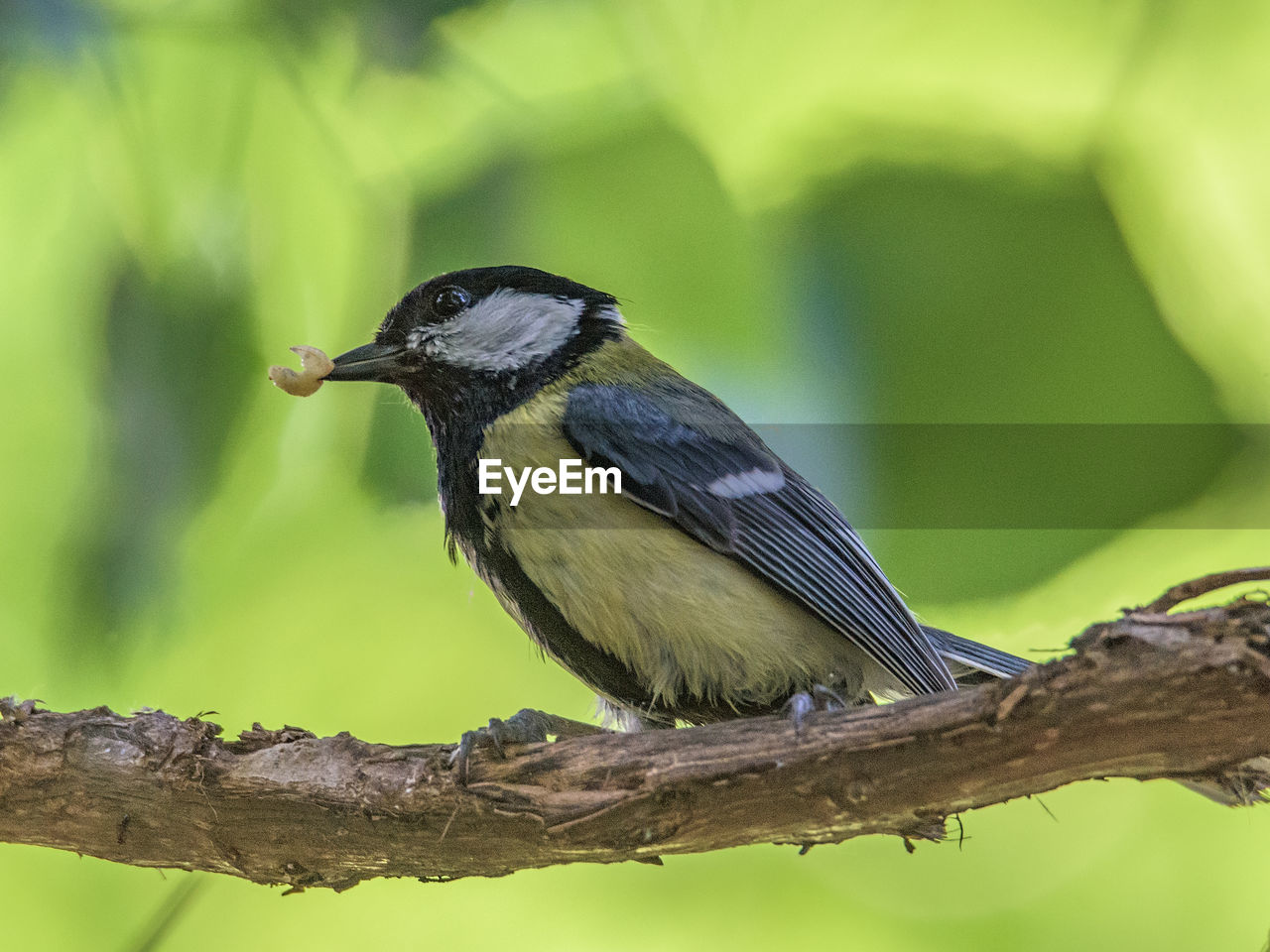 Close-up of bird perching on branch, tit bird