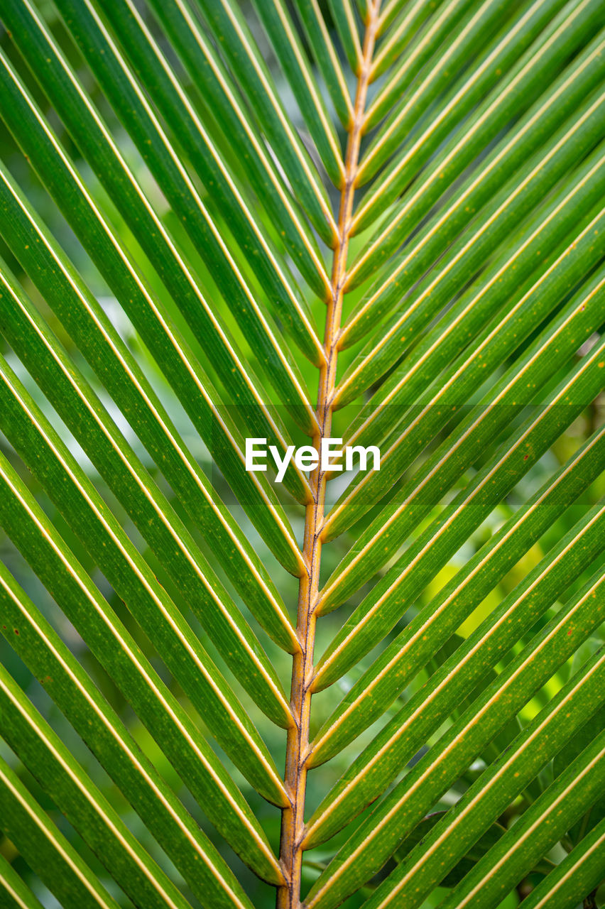 Full frame shot of palm tree