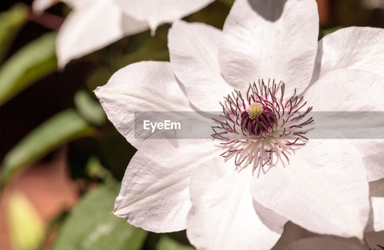 Close-up of flower blooming outdoors