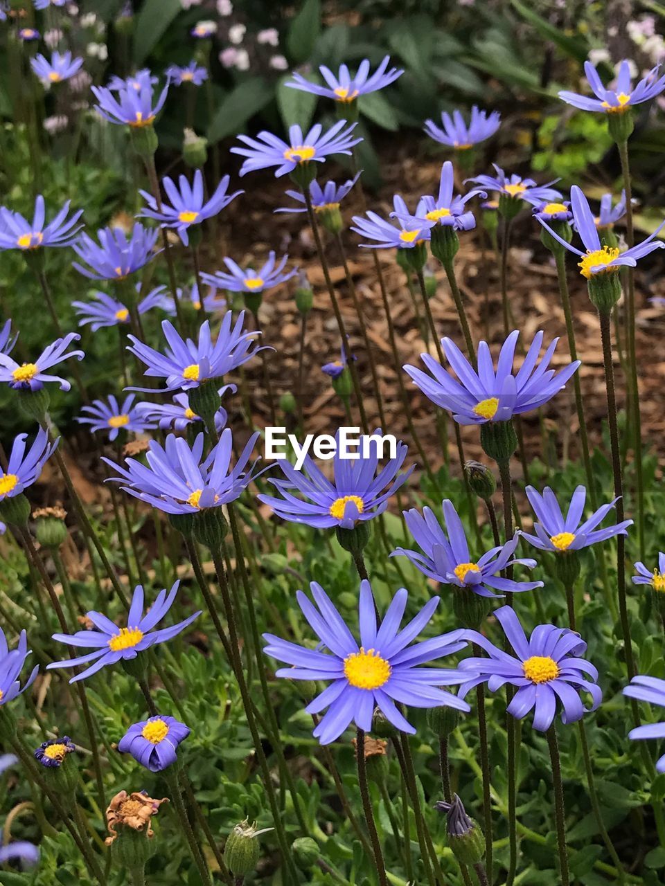 Close-up of purple flowers blooming outdoors