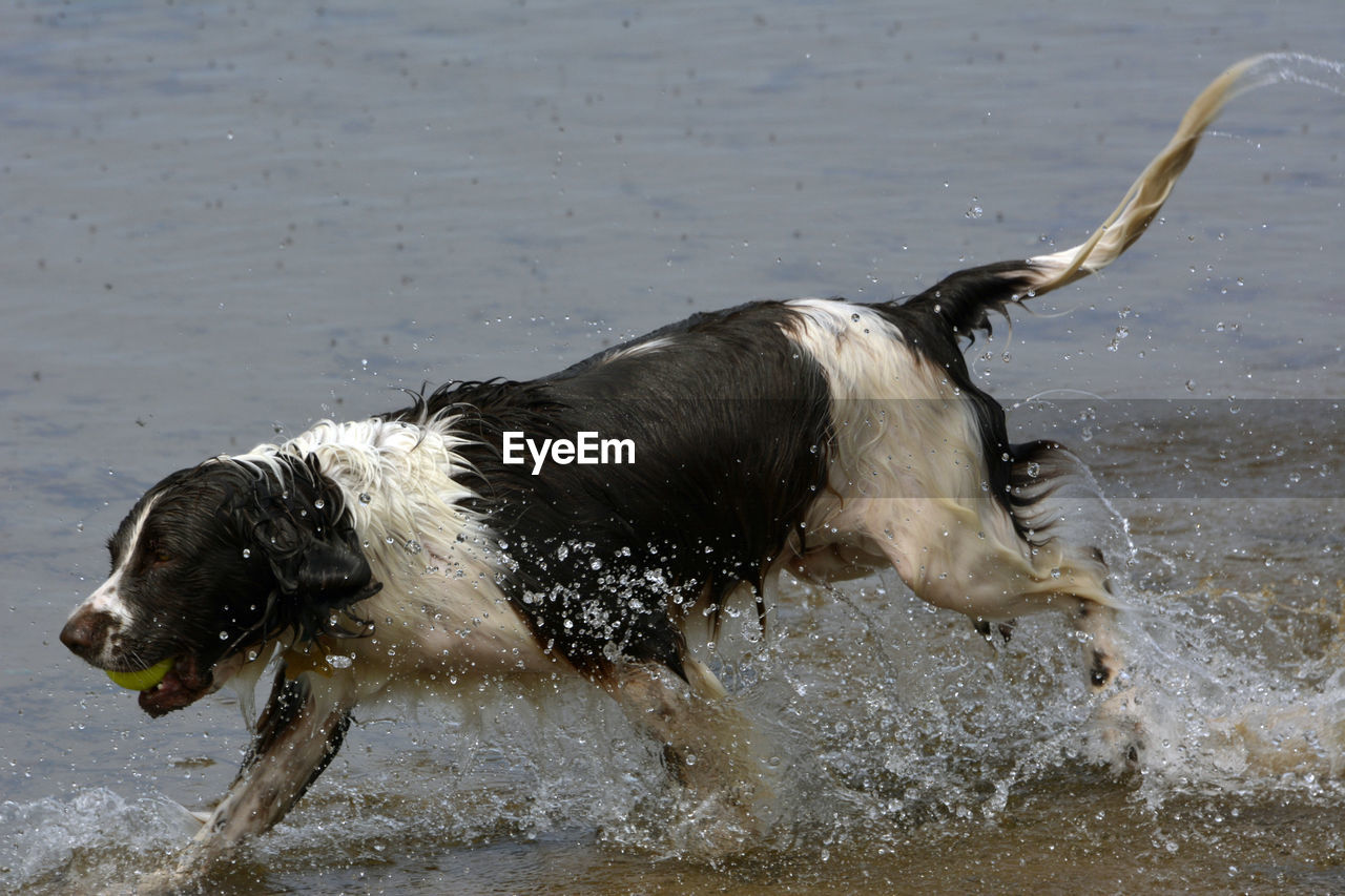 Dog in a lake