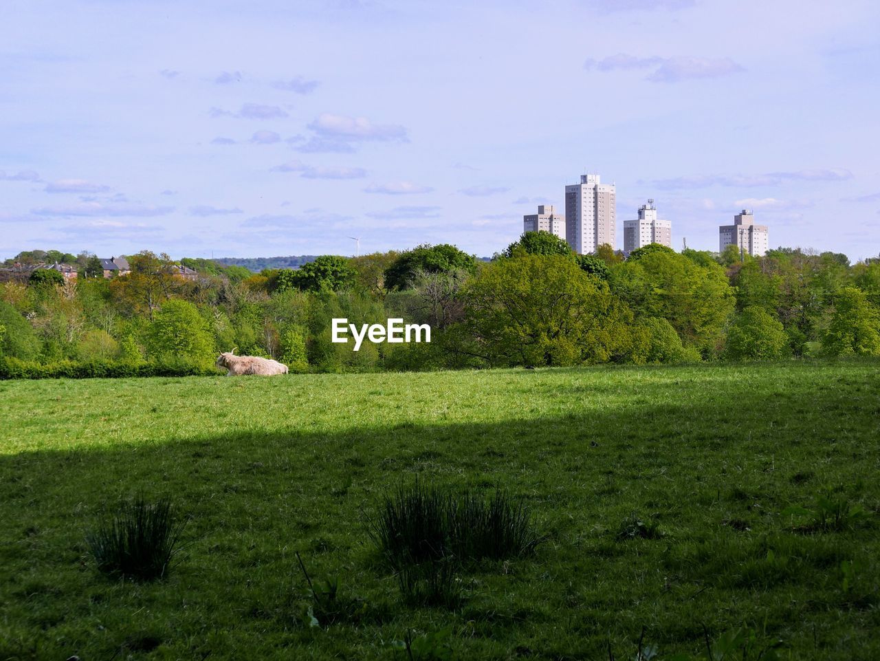View of trees and buildings against cloudy sky while a highland cow grazes. 
