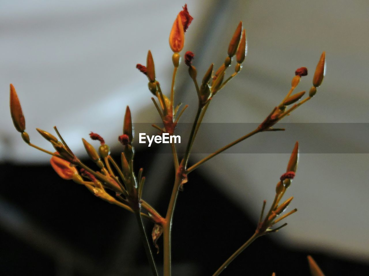 Close-up of buds on plant outdoors