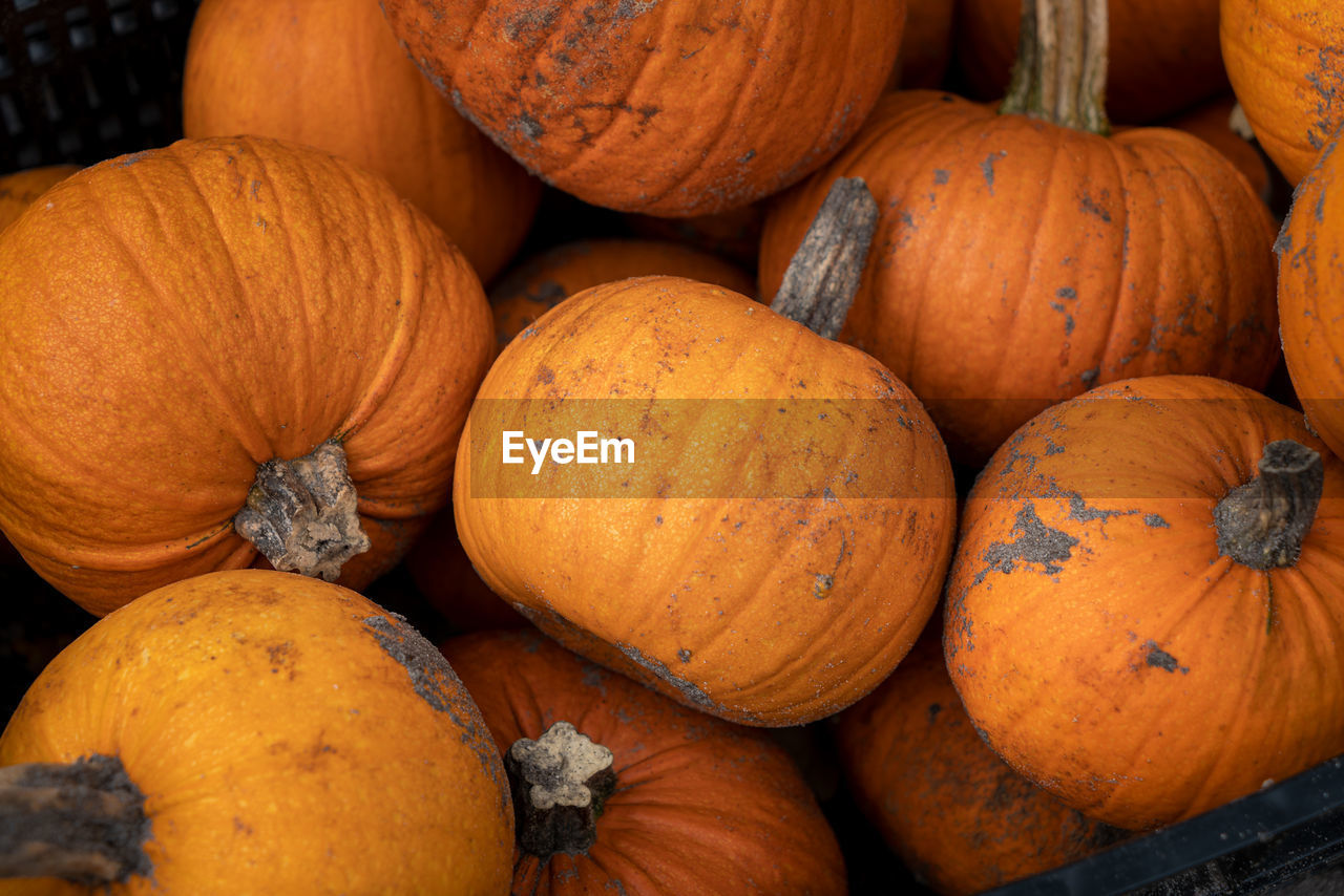 Full frame shot of pumpkins