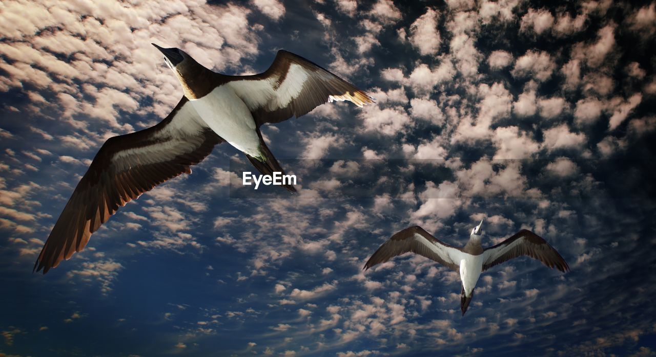 LOW ANGLE VIEW OF SEAGULLS FLYING