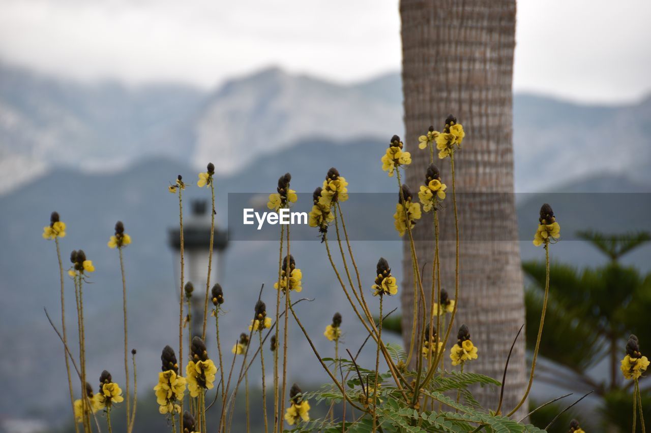 CLOSE-UP OF PLANTS AGAINST MOUNTAIN