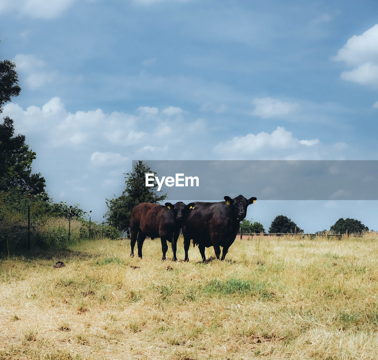 VIEW OF HORSES ON FIELD