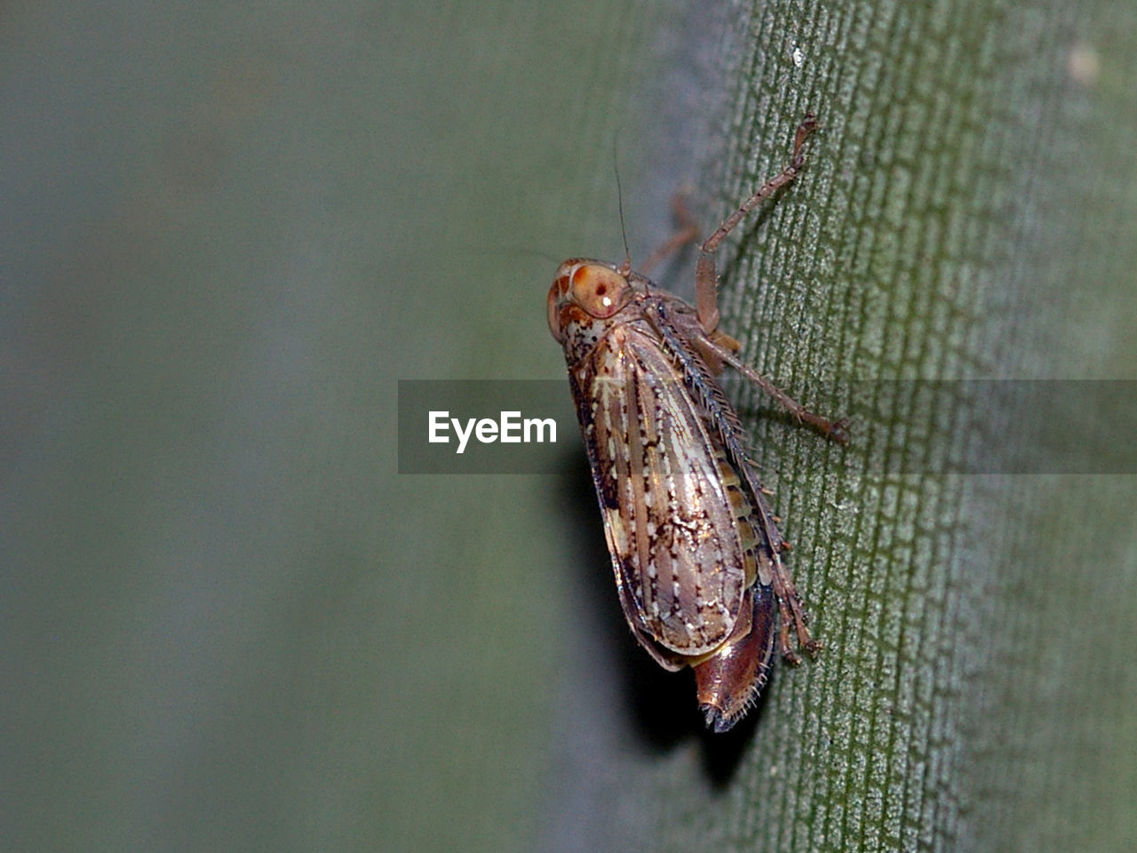 Close-up of insect on leaf