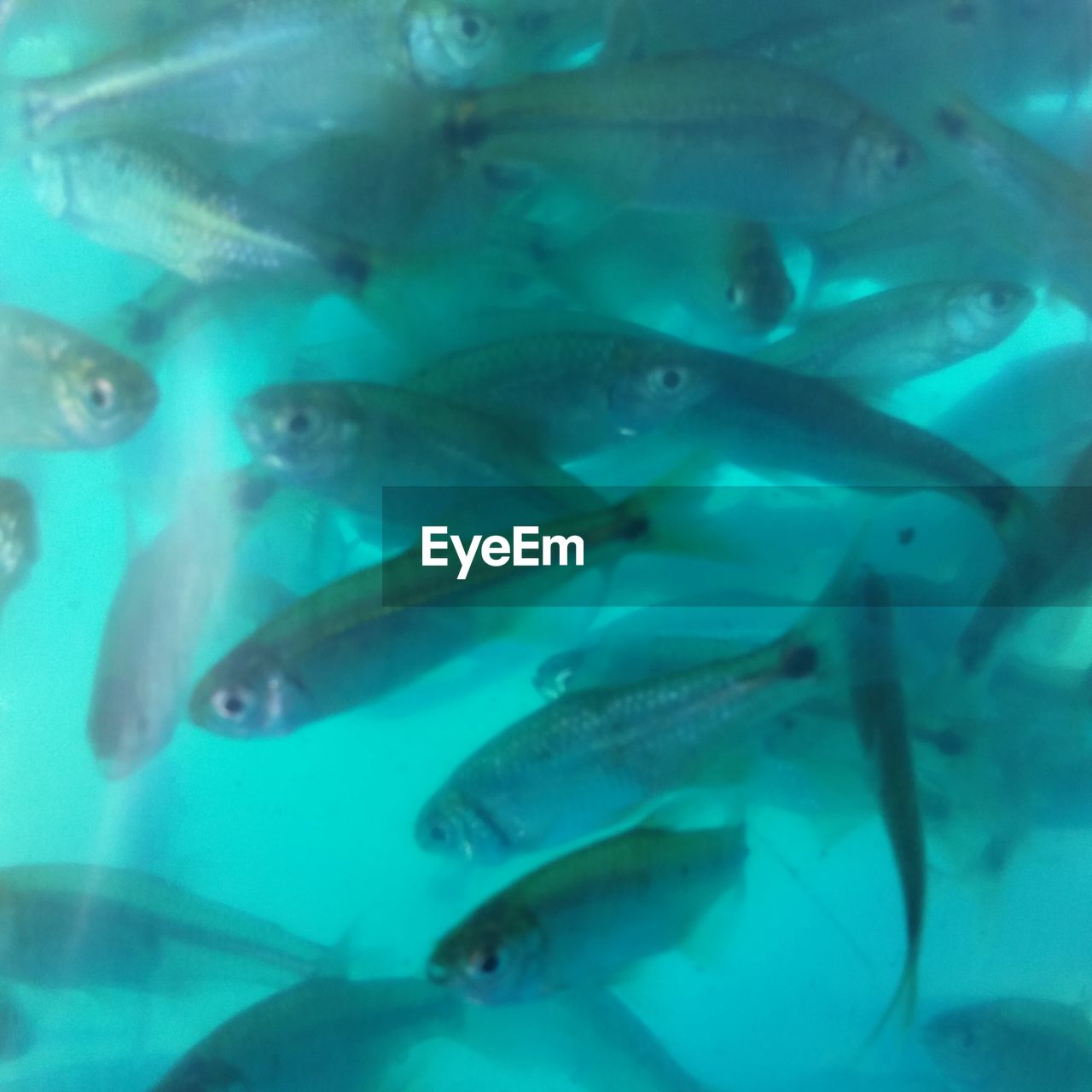 CLOSE-UP OF FISH IN WATER