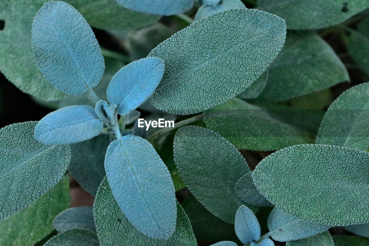 Close up of growing sage seedlings and leaves.