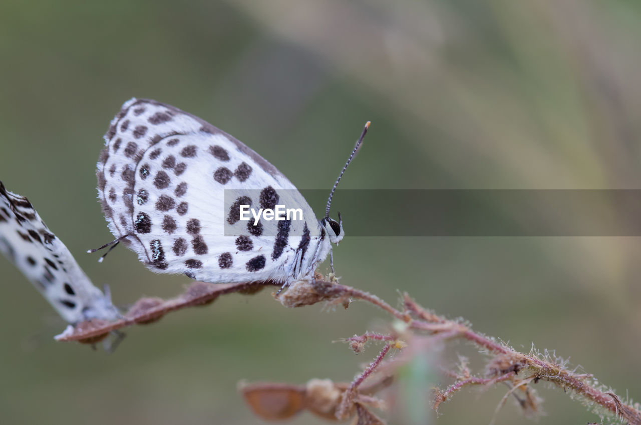 CLOSE-UP OF BUTTERFLY