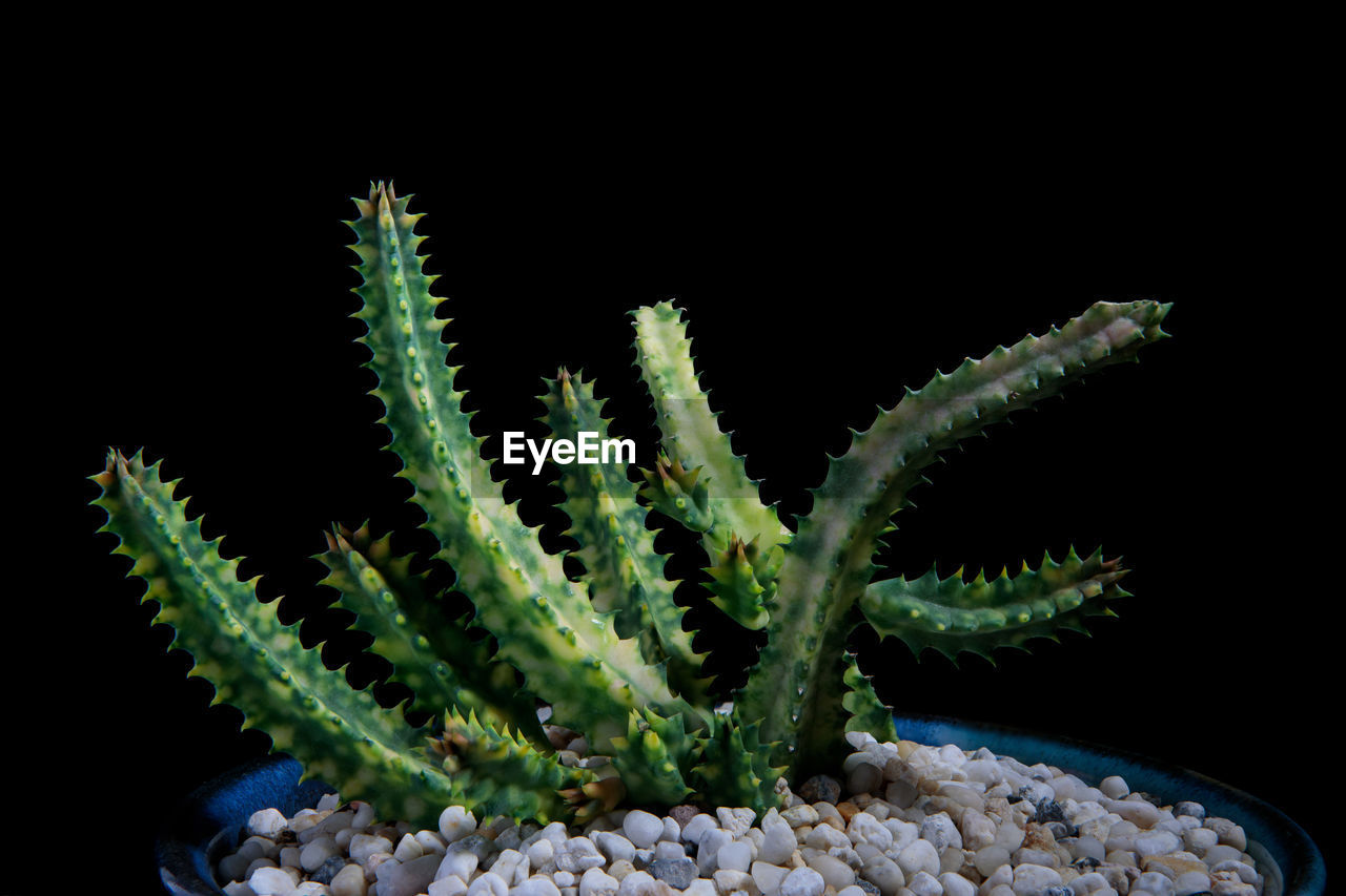 CLOSE-UP OF SUCCULENT PLANT IN SEA