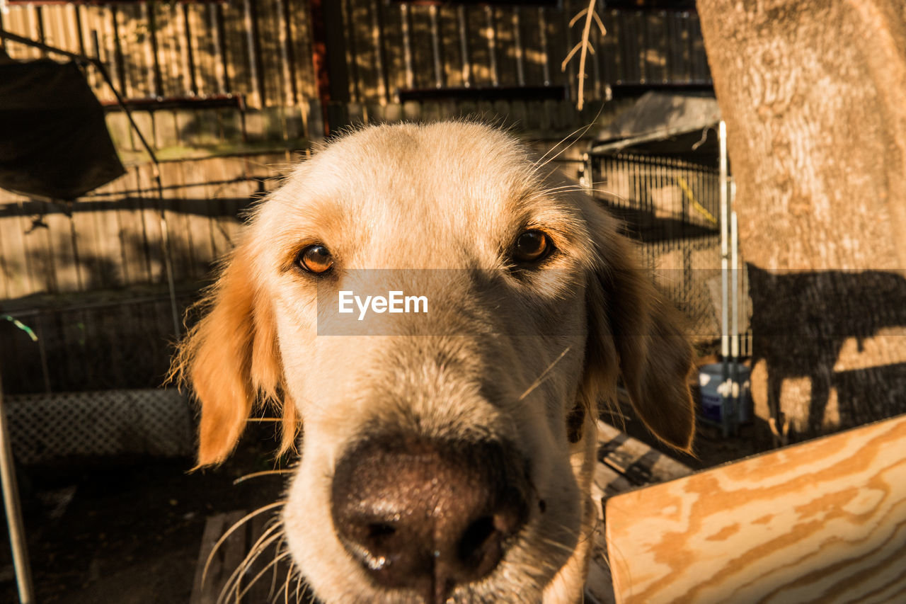 Close-up portrait of dog