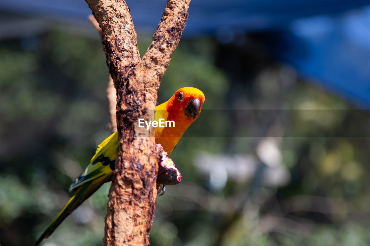 animal themes, animal, animal wildlife, bird, branch, nature, wildlife, one animal, tree, flower, parrot, no people, beak, focus on foreground, pet, outdoors, close-up, leaf, multi colored, plant, environment, macro photography, tropical climate, animal body part, perching, beauty in nature