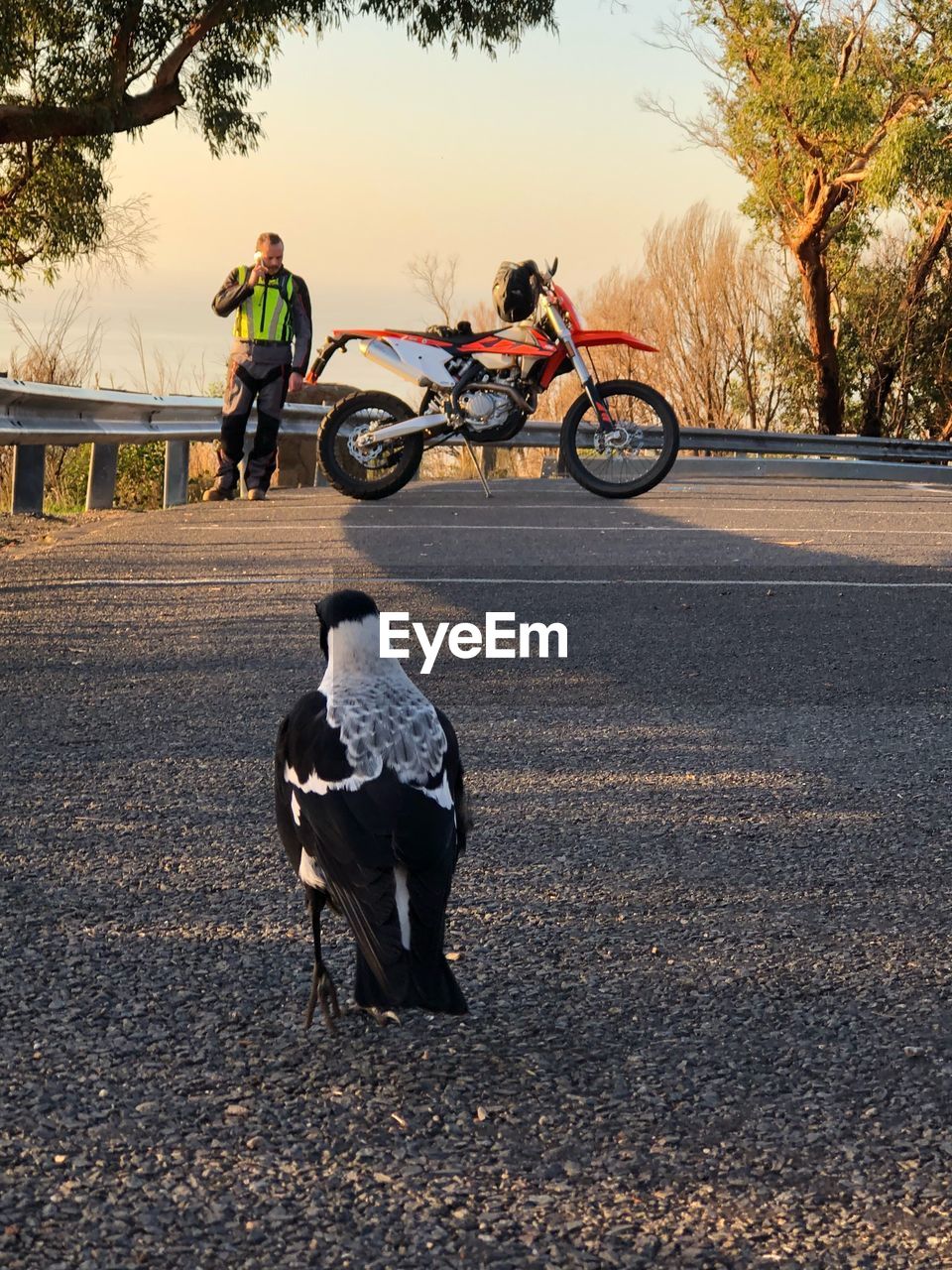 BICYCLES ON ROAD