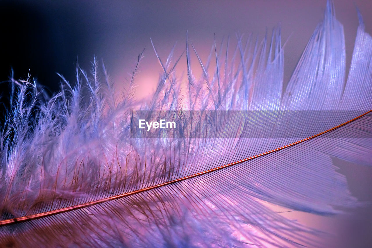 Filigree bird feather in magenta tones against a diffuse illuminated background with beautiful bokeh