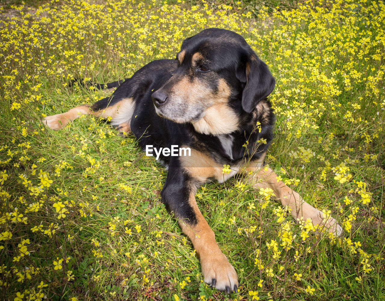 DOG LYING ON GRASS