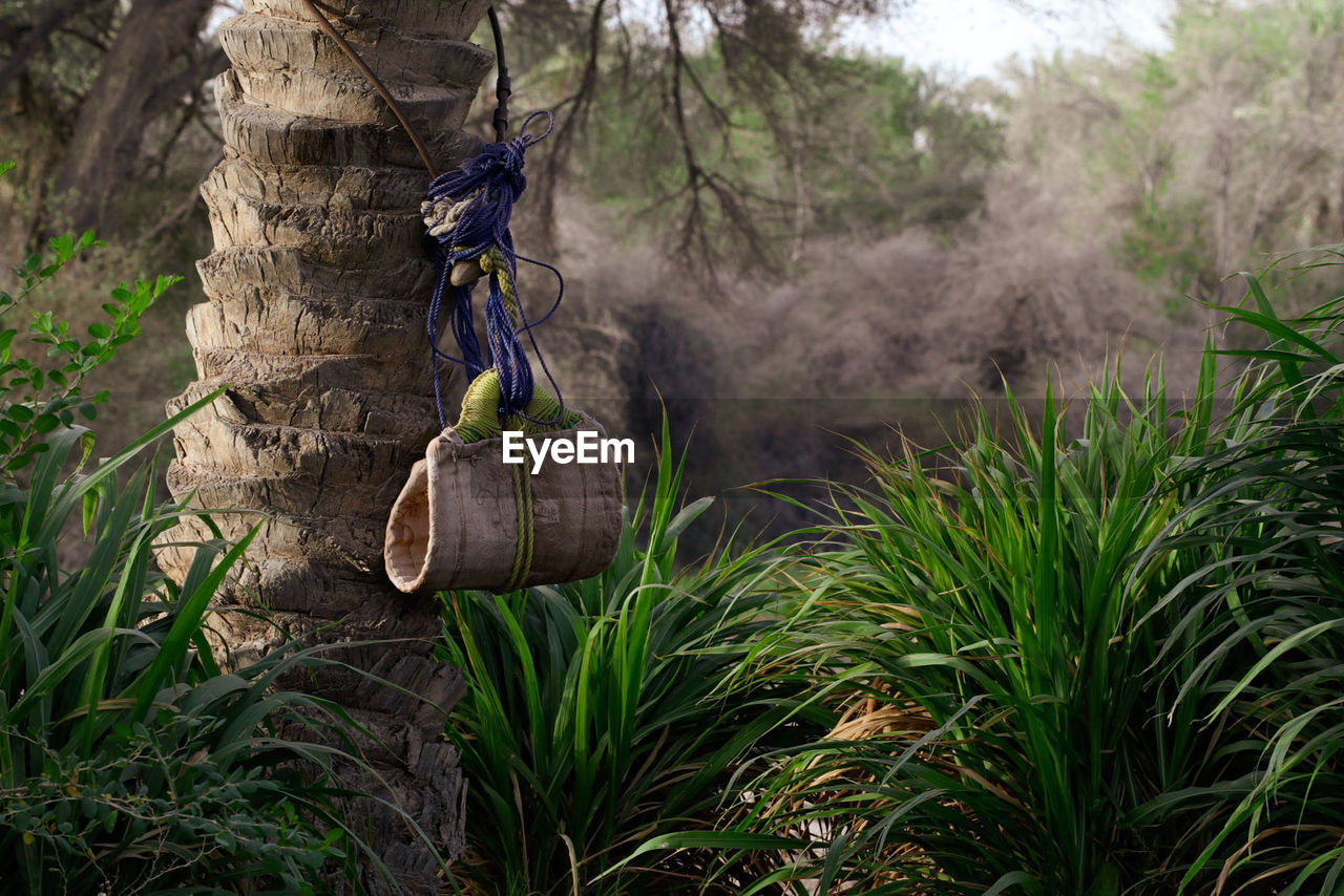 PLANTS HANGING ON TREE TRUNKS IN FOREST