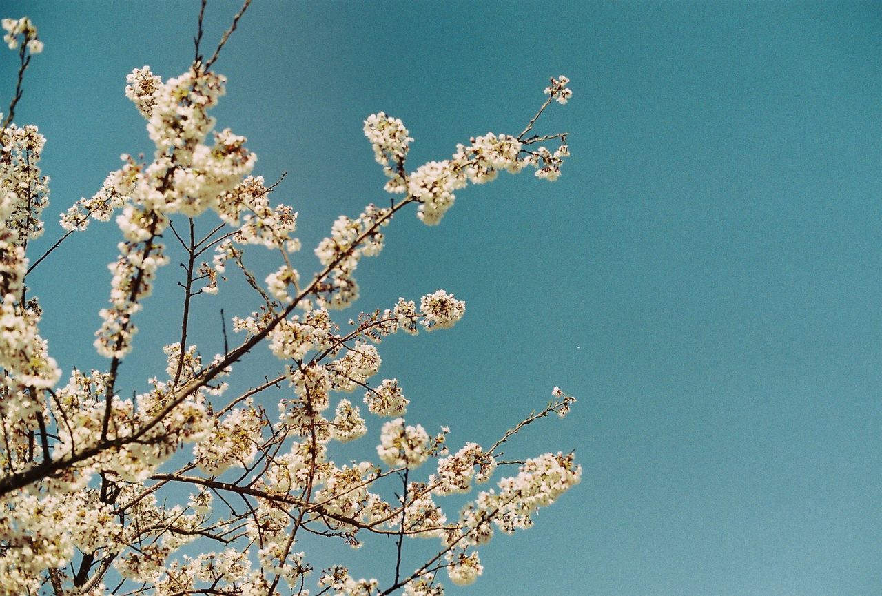 Low angle view of cherry blossom tree