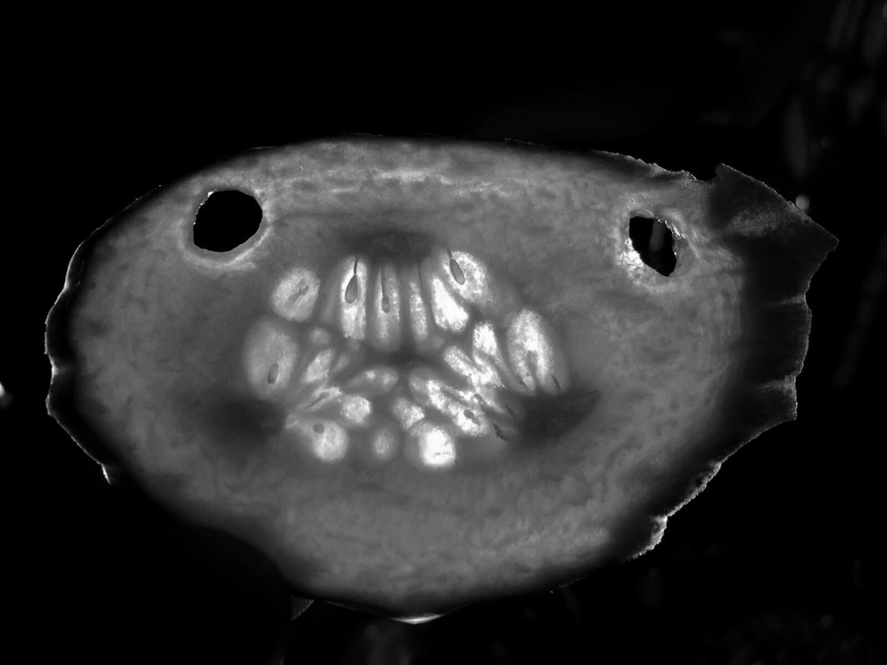 CLOSE-UP OF HUMAN SKULL ON BLACK BACKGROUND