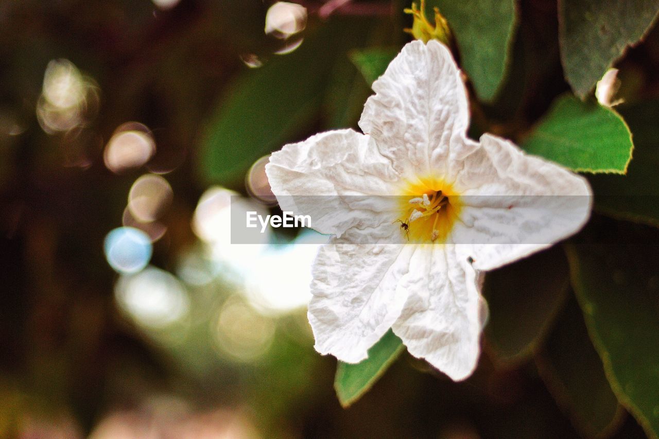 CLOSE-UP OF FLOWER BLOOMING