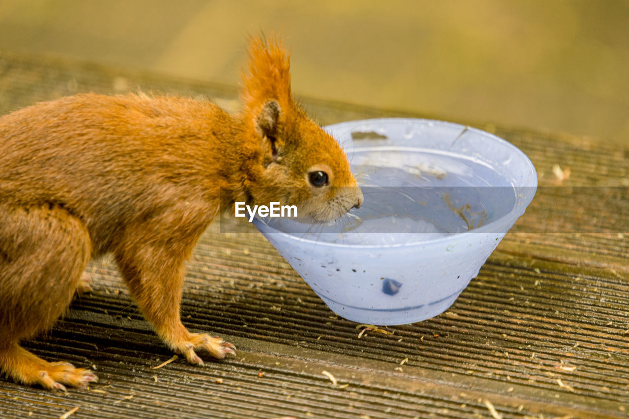 CLOSE-UP OF SQUIRREL EATING FOOD IN A CONTAINER