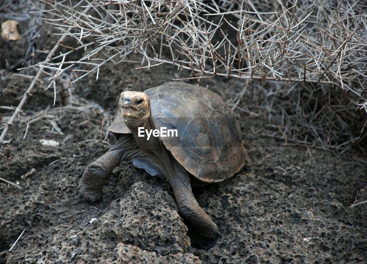 Giant tortoise on rocks with dry twigs at galapagos islands