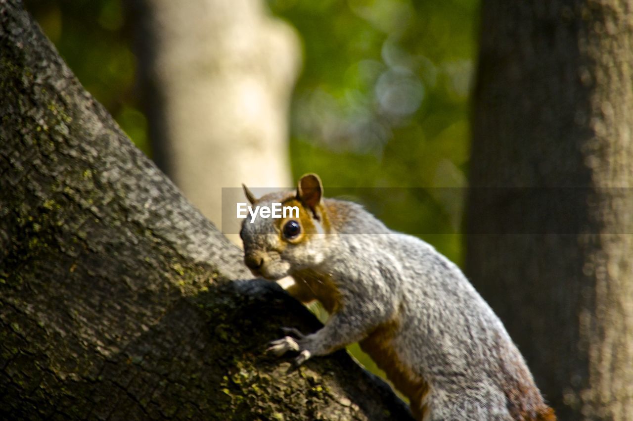 Squirrel climbing on tree