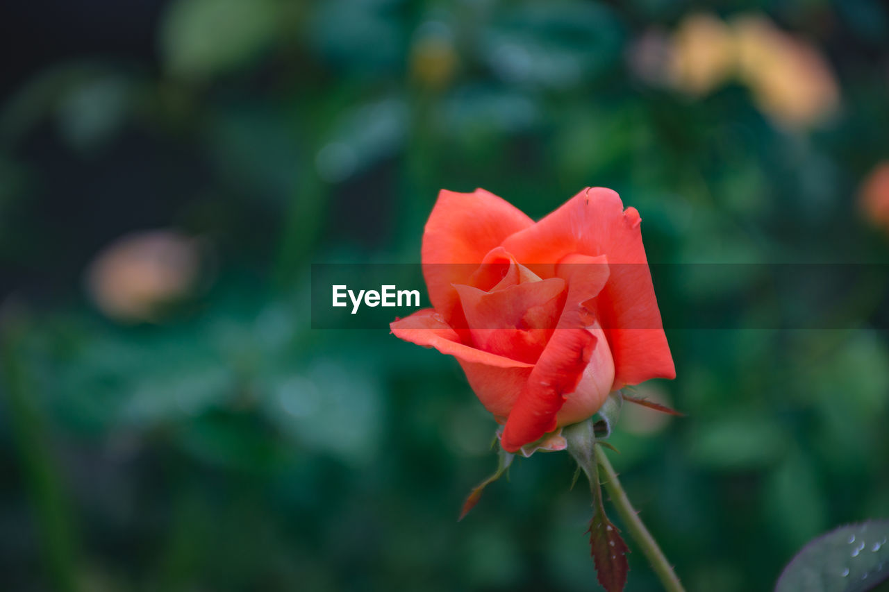 Beautiful orange roses in a lush garden