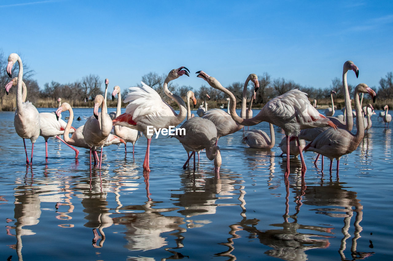 Flamingoes on lake against clear blue sky