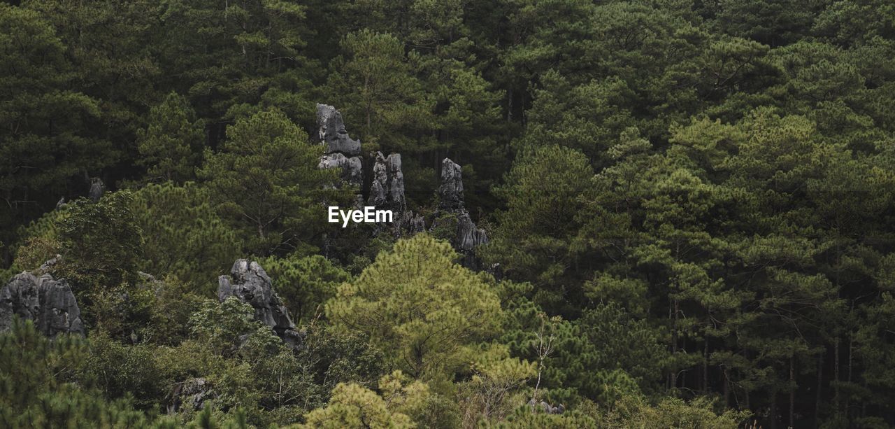 HIGH ANGLE VIEW OF LUSH TREES IN FOREST