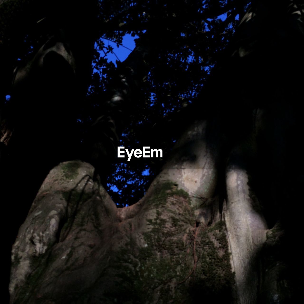 LOW ANGLE VIEW OF TREES