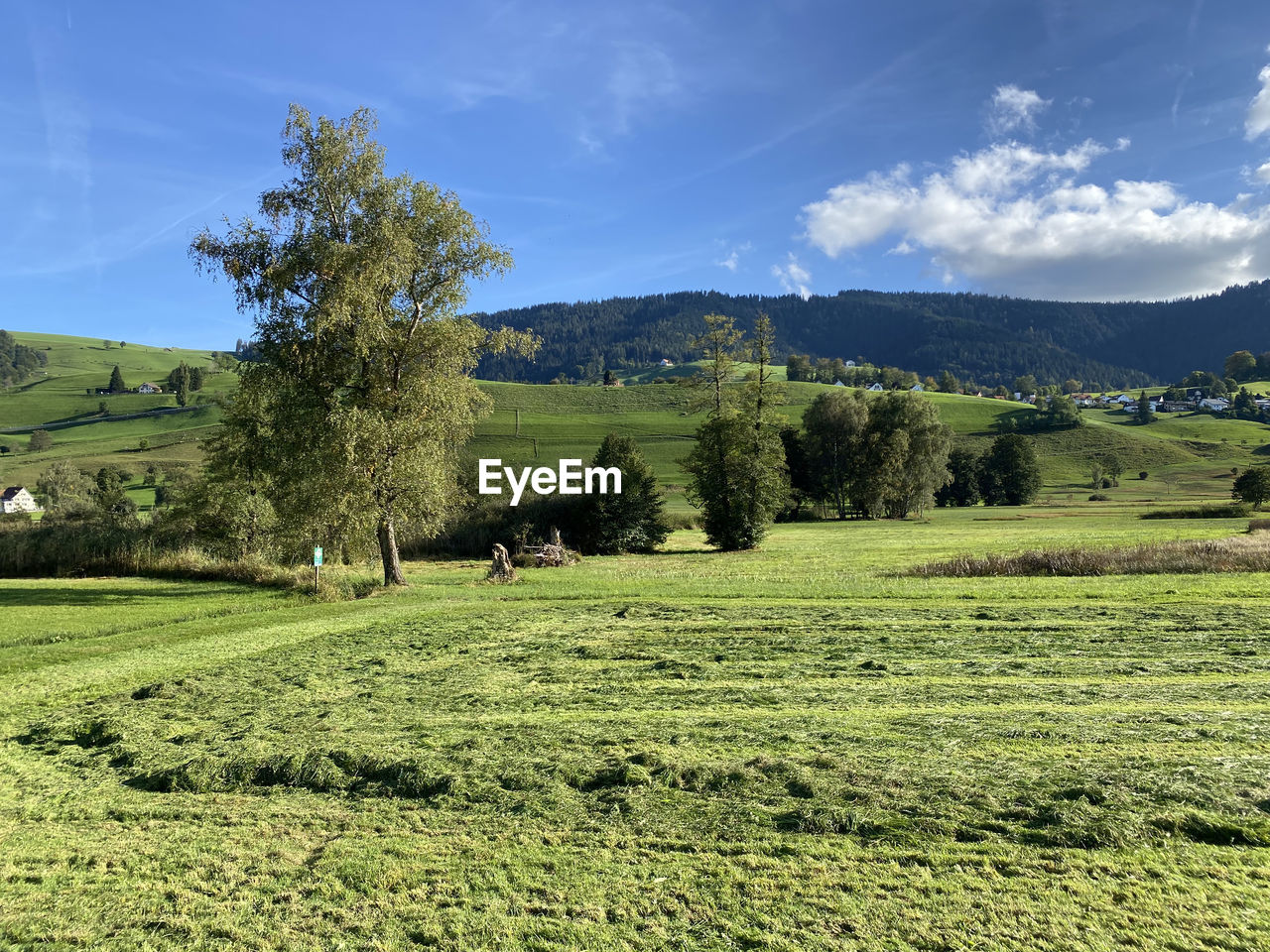 VIEW OF GREEN GRAZING ON FIELD