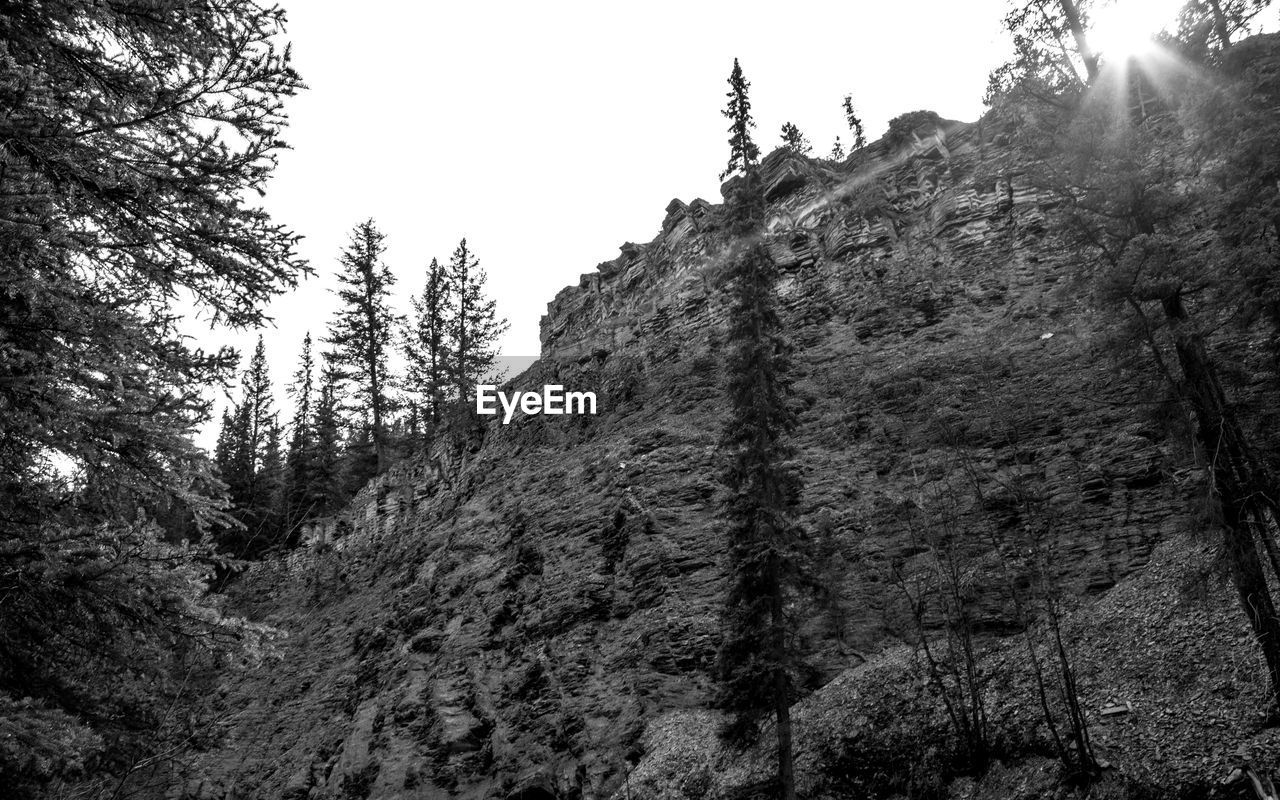 LOW ANGLE VIEW OF TREES AGAINST SKY IN FOREST