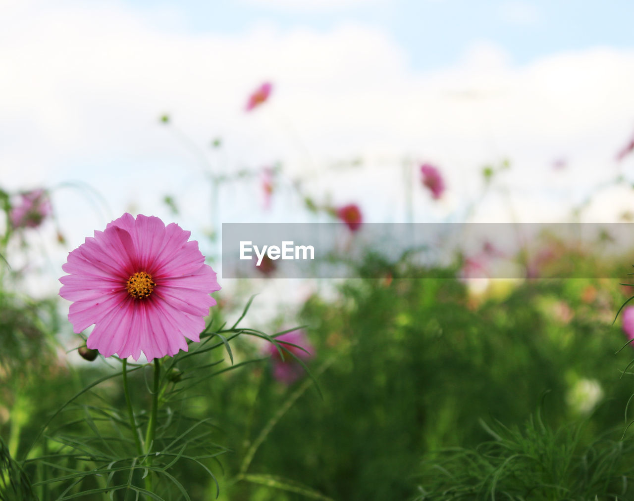 Close-up of pink cosmos flower on field