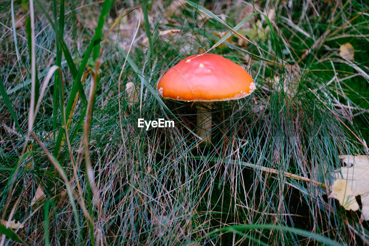 CLOSE-UP OF FLY AGARIC MUSHROOM